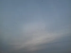 波兰，托伦，天空，低视角，云天，无人，自然之美，宁静
