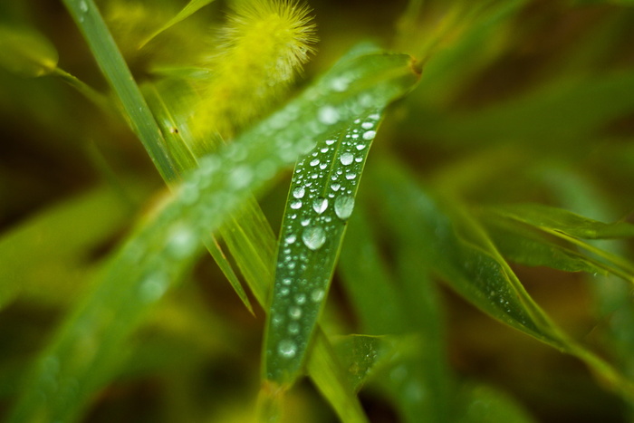 绿色植物的浅聚焦摄影