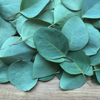 绿色,叶片,棕色,木质,表面,桉树,叶,植物 绿色,叶片,棕色,木质,表面,桉树,叶,植物