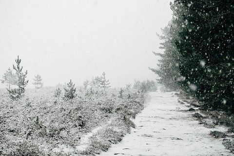白雪覆盖的树木，树木，寒冷，灰色，雪，白色，冬天，自然