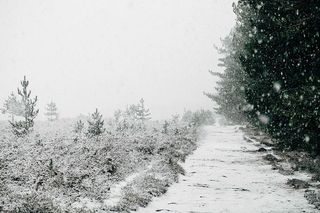 白雪覆盖的树木，树木，寒冷，灰色，雪，白色，冬天，自然
