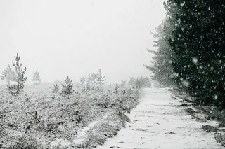 白雪覆盖的树木，树木，寒冷，灰色，雪，白色，冬天，自然