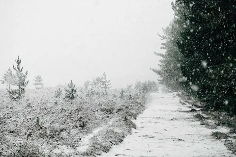 白雪覆盖的树木,树木,寒冷,灰色,雪,白色,冬天,自然 白雪覆盖的树木,树木,寒冷,灰色,雪,白色,冬天,自然