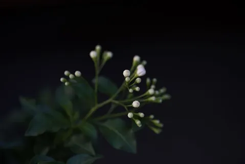 黑色，花朵，花朵，绿色，植物，白色，叶子