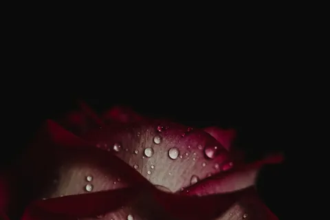 植物、花、玫瑰、茎、花瓣、花色、深色、薰衣草 植物、花、玫瑰、茎、花瓣、花色、深色、薰衣草