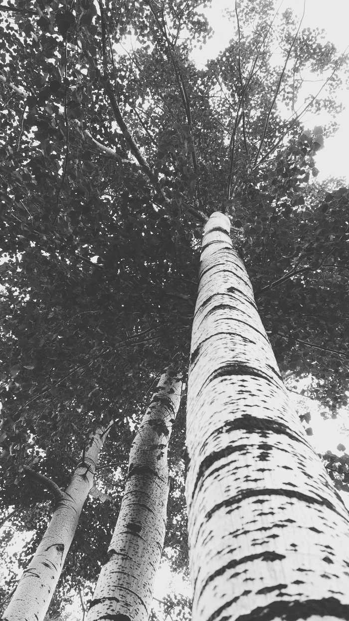 树, 植物, 树干, 树干, 低角度视图, 增长, 性质, 高 - 高