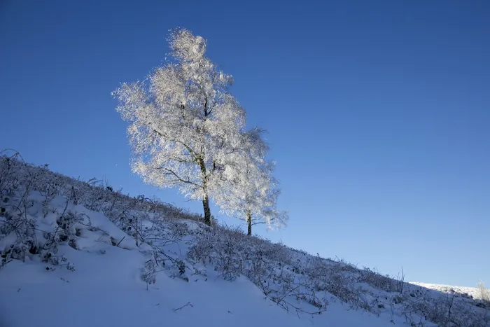 聚焦照片，树，山，树，雪，雪，积雪，圣诞节