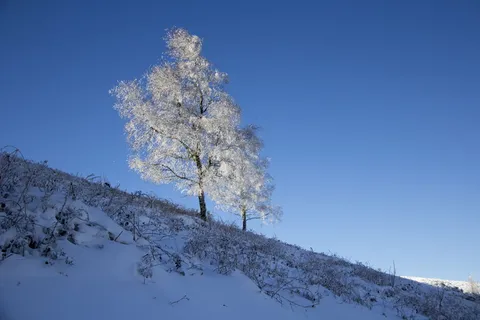聚焦照片,树,山,树,雪,雪,积雪,圣诞节 聚焦照片,树,山,树,雪,雪,积雪,圣诞节
