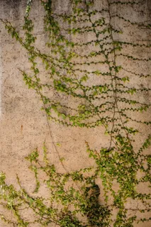 墙上的绿叶植物