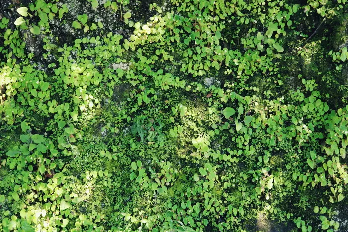 美国，怀皮奥山谷，树叶，绿色，徒步旅行，岛屿，怀皮奥，植物