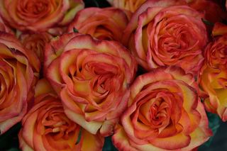 红色花朵，红色橙色花朵，黄色，花朵，自然，植物，花卉，花园