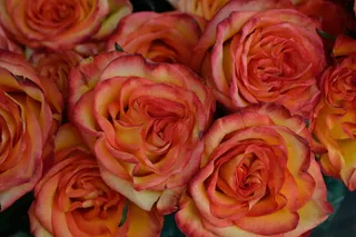 红色花朵，红色橙色花朵，黄色，花朵，自然，植物，花卉，花园