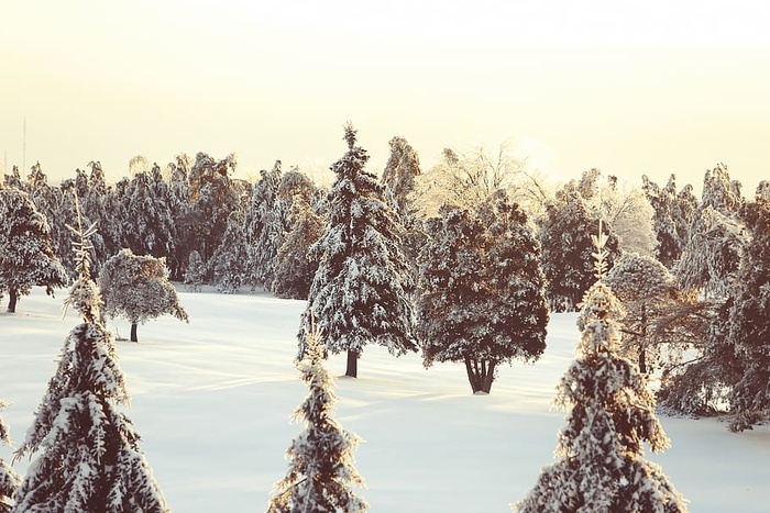 冬天，雪，树，寒冷，加拿大，魁北克，自然，户外