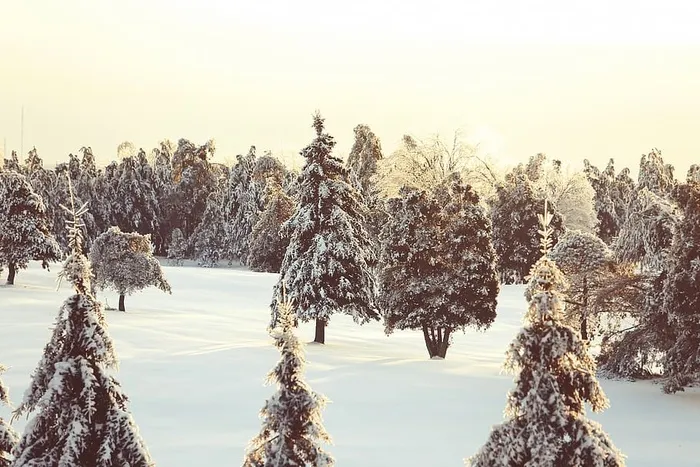 冬天，雪，树，寒冷，加拿大，魁北克，自然，户外