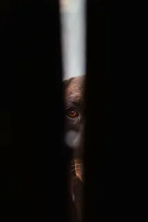 特写照片，狗，观看，洞，黑暗，黑色，动物，宠物