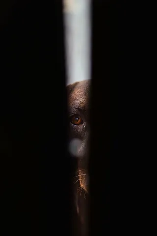 特写照片，狗，观看，洞，黑暗，黑色，动物，宠物