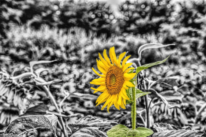 向日葵，米拉索尔，吉拉索尔，吉拉索尔，花朵，黑白，hdr，隔离
