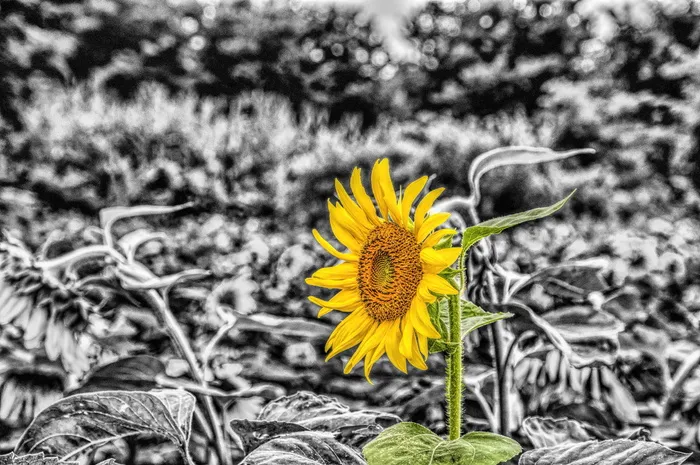向日葵，米拉索尔，吉拉索尔，吉拉索尔，花朵，黑白，hdr，隔离
