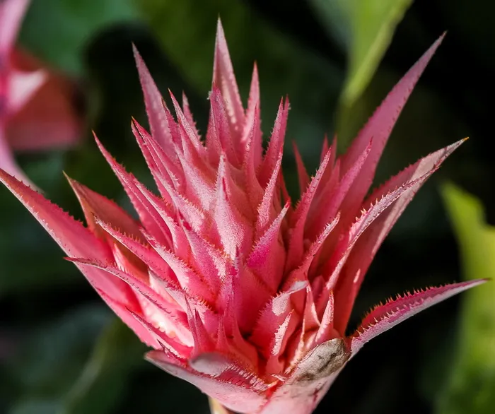花朵，花朵，花朵，粉色，生长，植物，开花植物，特写