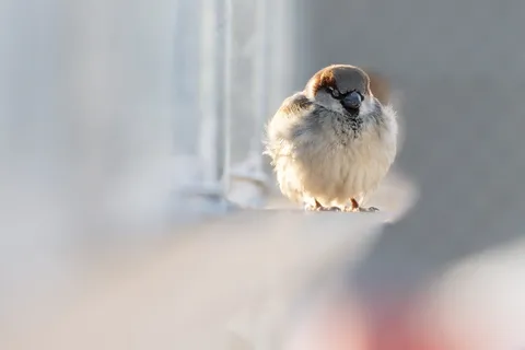 鸟，动物，雀鸟，野生动物，城市，可爱，小，麻雀