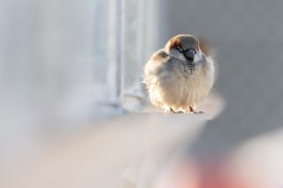 鸟，动物，雀鸟，野生动物，城市，可爱，小，麻雀