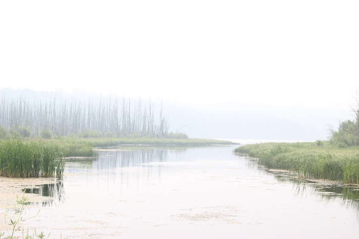 湖泊，四周，草地，自然，风景，树木，绿色，草