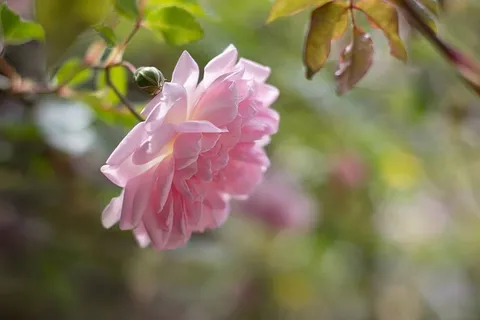 选择性,焦点,粉色,花瓣花,花,花瓣,开花,花园 选择性,焦点,粉色,花瓣花,花,花瓣,开花,花园