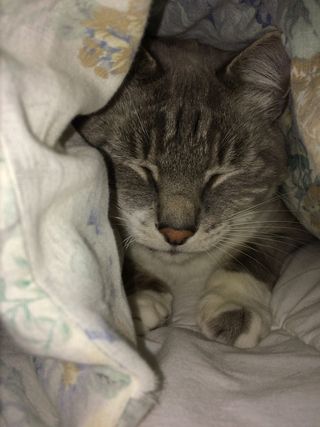 毯子、舒适、拥抱、睡眠、猫、哺乳动物、动物主题、宠物