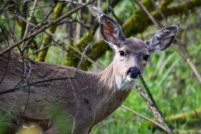 鹿，母鹿，动物，野生动物，野生动物，野生动物，一种动物，哺乳动物