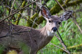 鹿，母鹿，动物，野生动物，野生动物，野生动物，一种动物，哺乳动物