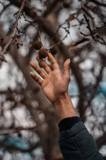穿着灰色夹克采摘棕色水果的人 穿着灰色夹克采摘棕色水果的人