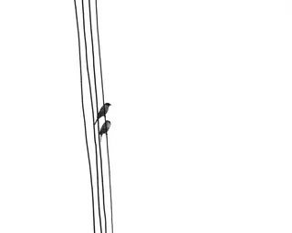 两鸟在线特写摄影