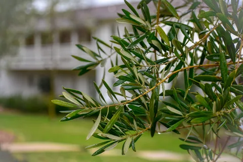 树木,植物,针叶树,卡利斯托加,加利福尼亚州,美国,印第安泉,红豆杉,绿色 树木,植物,针叶树,卡利斯托加,加利福尼亚州,美国,印第安泉,红豆杉,绿色
