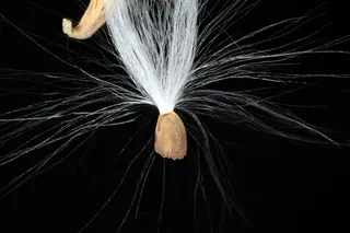 马利筋，种子，离开，春天，开始，藤蔓植物，自然，美丽