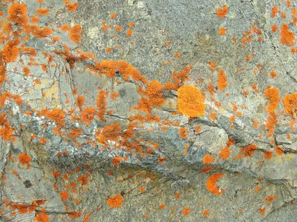 地衣、山顶、碧玉、自然、高山、巨石、植物群、全框架