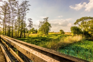 自然、景观、树木、树木、草地、夏季、hdr、桥梁