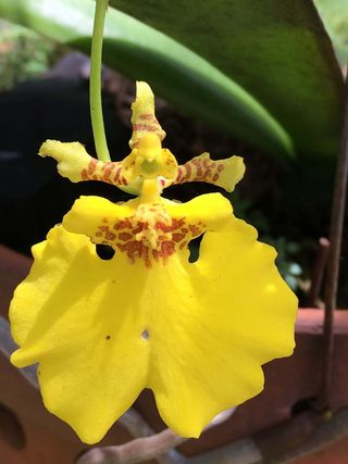 只有一个舞者黄色舞帽植物学兰花女士