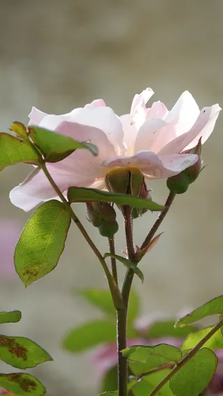 淡粉色、花园、田野、自然、植物、花朵、开花植物、自然之美