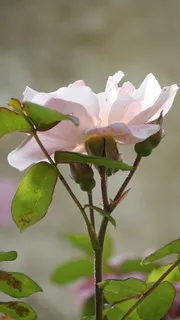 淡粉色、花园、田野、自然、植物、花朵、开花植物、自然之美 淡粉色、花园、田野、自然、植物、花朵、开花植物、自然之美