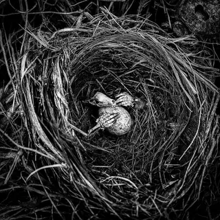 蛋，鸟，巢，骷髅，头骨，手，守护者，毛骨悚然