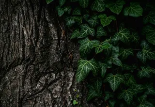 绿叶树，顶部，视图，绿色，有叶，植物，树，叶