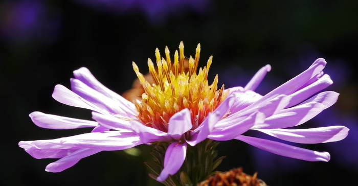紫菀花，夏末，frühherbst，花瓣，雄蕊，轮廓，花园，特写