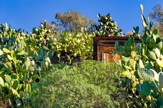 刺梨，仙人掌，脂肪植物，植物，地中海，意大利，生长，自然