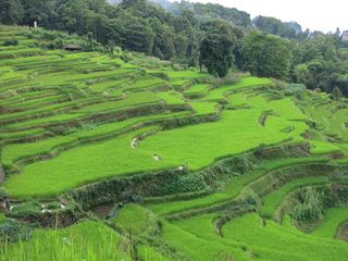 yns yuan sun、露台、景观、田地、烤肉饭、生长、阳台、绿色