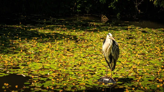 苍鹭、池塘、苍鹭、东方、水鸟、荒野、水域、野生动物摄影