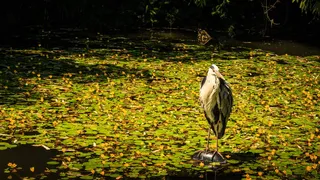 苍鹭、池塘、苍鹭、东方、水鸟、荒野、水域、野生动物摄影