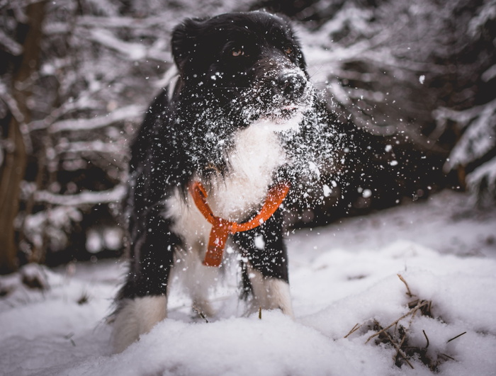 黑白狗在雪中玩耍