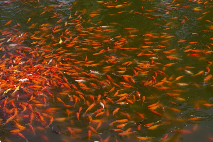 锦鲤，鲤鱼，鱼，池塘，水，鲤鱼群，中国风，池塘