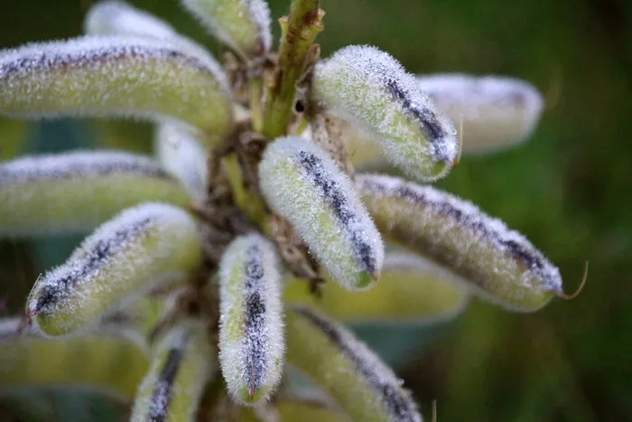 植物、露水、滴水、豆荚、摩根托、特写、无人、自然