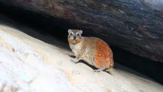 南非，蒙塔古，蒙塔古山地方自然保护区，一个动物，动物主题，动物，野生动物，野生动物